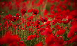 Are poppies still the best way of remembering war victims?