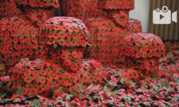 Thred Talk – The politics of poppies | Remembrance Day