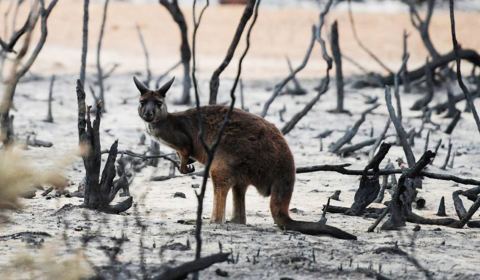 Understanding the scope of Australia’s wildfires