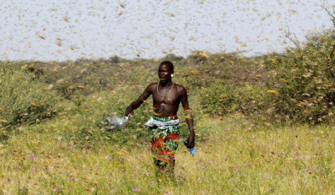 Locust swarms: climate change’s terrifying new trick