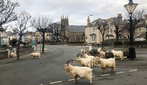 ‘Climate change ought to hire Coronavirus’ publicist’