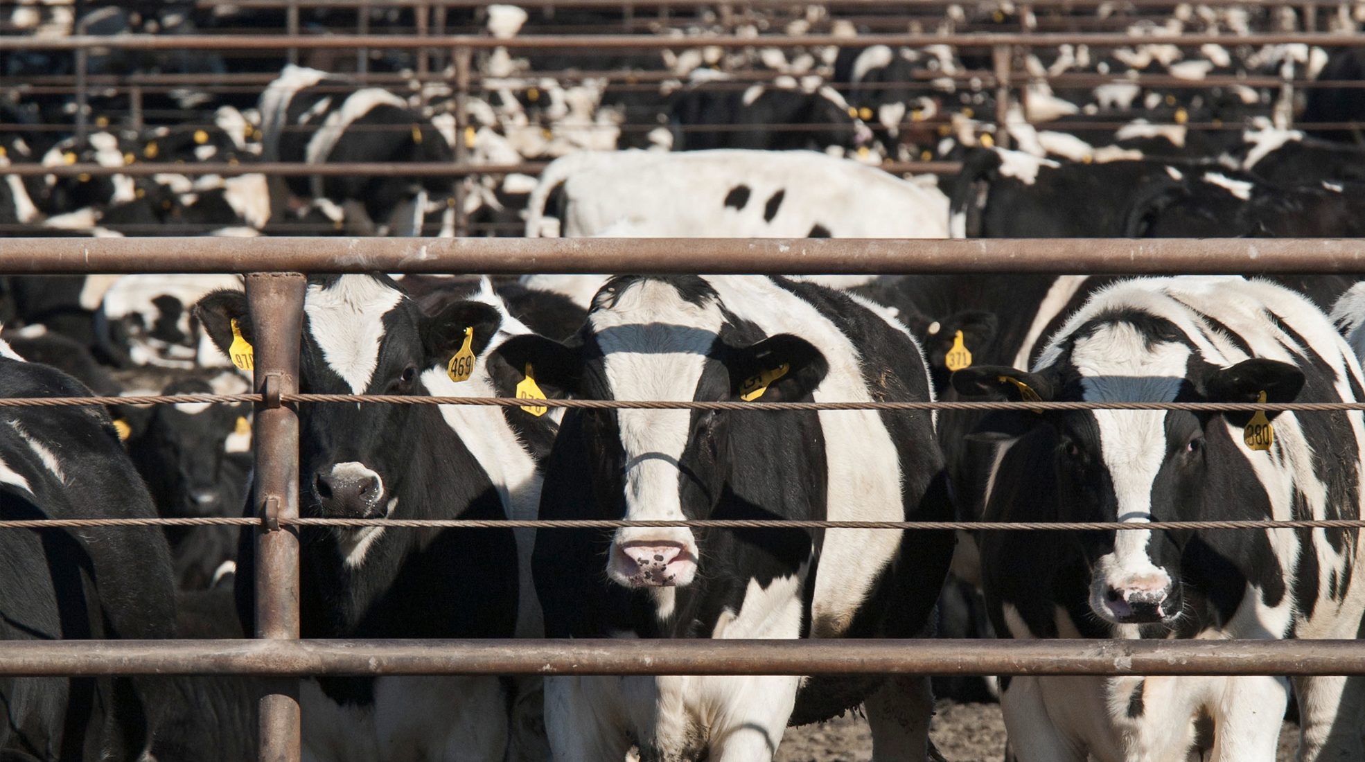 Factory farming is an atrocity our generation must solve Thred site