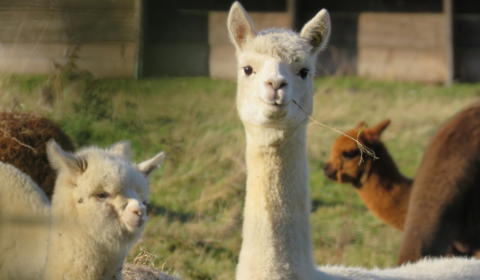 Could llamas hold the key to curing Covid-19?