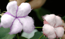 Scientists have discovered how to grow coloured cotton