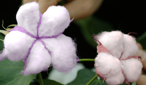 Scientists have discovered how to grow coloured cotton