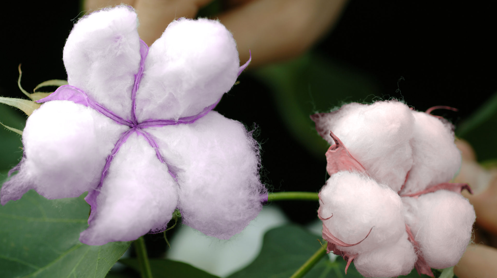 scientists-have-discovered-how-to-grow-coloured-cotton-thred-website