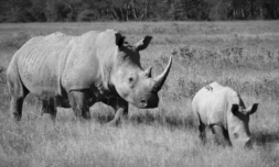 Biotech start-up floods the black market with fake rhino horns
