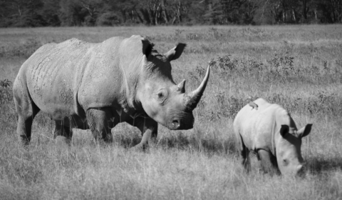 Biotech start-up floods the black market with fake rhino horns