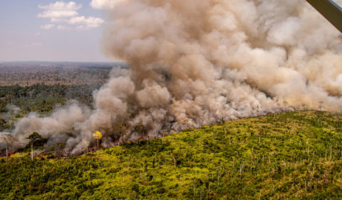 The Amazon rainforest is burning once again