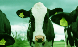 Animal farming: a bigger EU climate crisis than automobiles