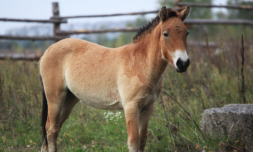 World’s most endangered horse cloned from 40-year-old DNA