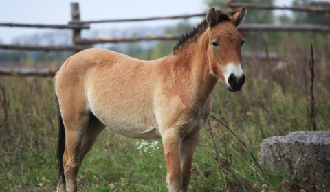 World’s most endangered horse cloned from 40-year-old DNA