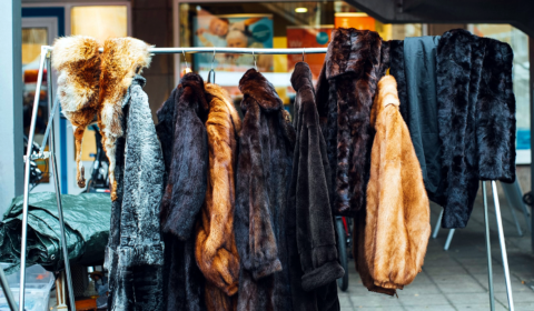 The UK is considering an outright ban on fur sales post-Brexit