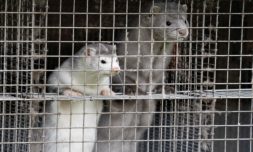 Exclusive – What the Danish mink-cull means for the future of fur production