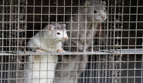 Exclusive – What the Danish mink-cull means for the future of fur production