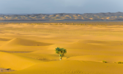 Nasa’s new AI has found millions of trees in the Sahara