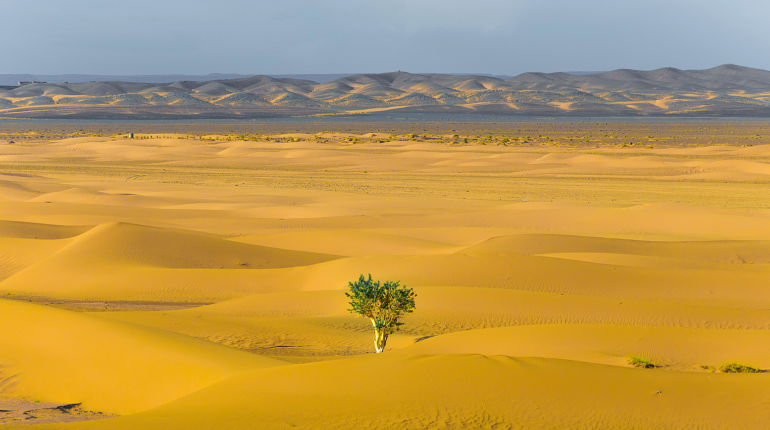Nasa’s new AI has found millions of trees in the Sahara