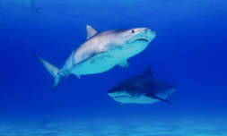 Study finds sharks ‘critical’ to restoring climate damaged ecosystems