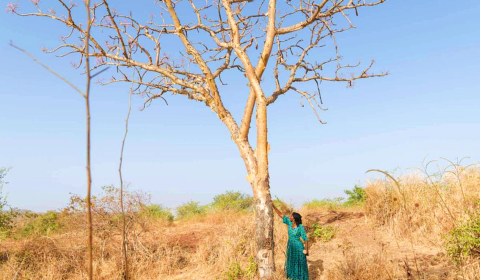 Celebrities back Tree Aid’s appeal to save the Metema forest