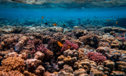 Coral reef restoration: helping ocean ecosystems survive
