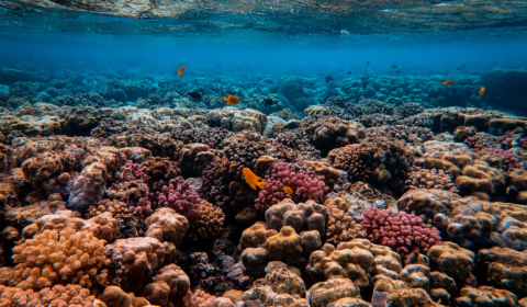 Coral reef restoration: helping ocean ecosystems survive