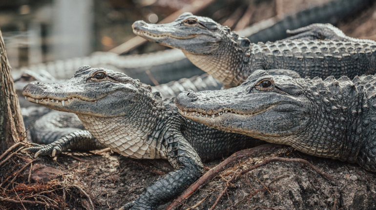 Climate change could shift American Alligator’s sex ratio