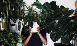 Demand for peat-free houseplants grows in 2021