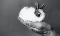 A small step for China, a huge leap for cruelty-free