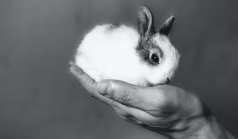 A small step for China, a huge leap for cruelty-free
