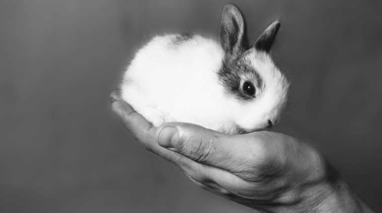 A small step for China, a huge leap for cruelty-free