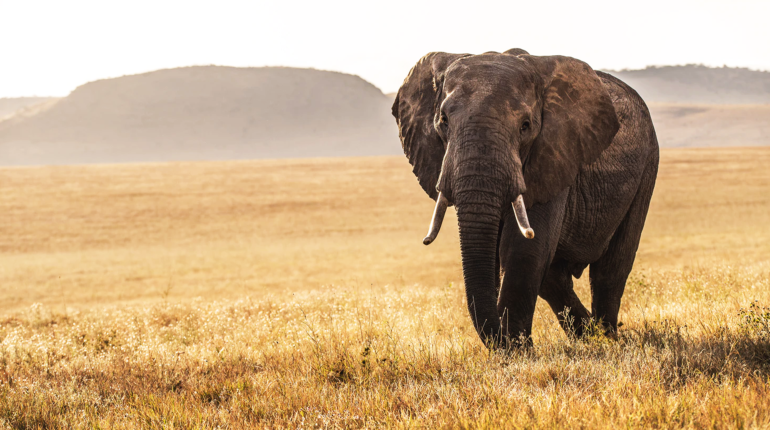 How Dinder National Park highlights Africa’s conservation struggles