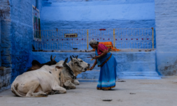 Opinion – India’s cow vigilantes are preying on minorities