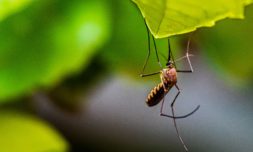New mosquito experiment could shape the future of disease control