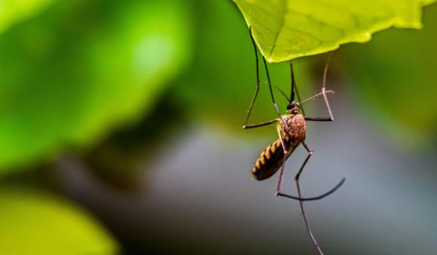 New mosquito experiment could shape the future of disease control