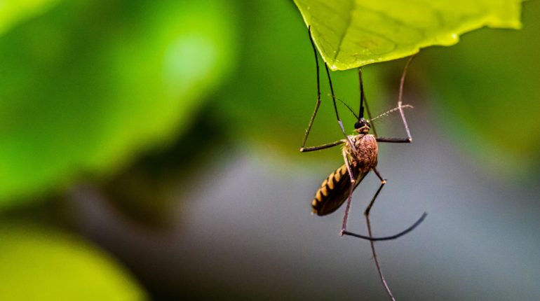 New mosquito experiment could shape the future of disease control