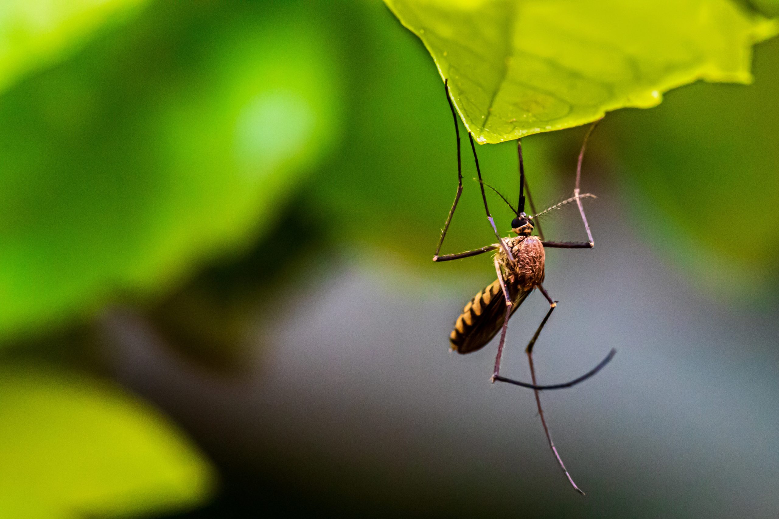New mosquito experiment could shape the future of disease control