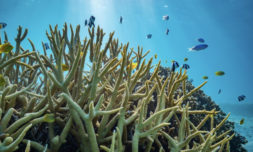 Ocean acidification is a major threat to coastal marine life
