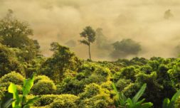The Amazon is now releasing more CO2 than it can absorb