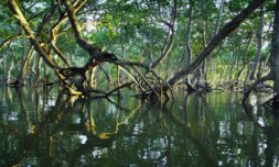 Mangroves – the coastal forests fighting climate change