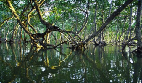 Mangroves – the coastal forests fighting climate change Mangroves – the coastal forests fighting climate change