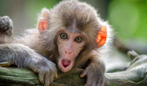 How understanding animal species protects ecosystems How understanding animal species protects ecosystems