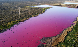 This lake in Argentina has turned bright pink