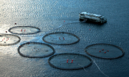 Argentina becomes the first country to ban salmon farming