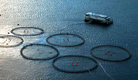 Argentina becomes the first country to ban salmon farming
