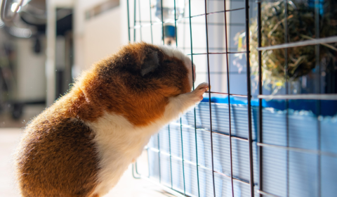 Cosmetic animal testing could return to the UK