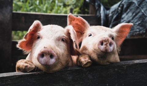 California’s new laws could change America’s farm industry California’s new laws could change America’s farm industry