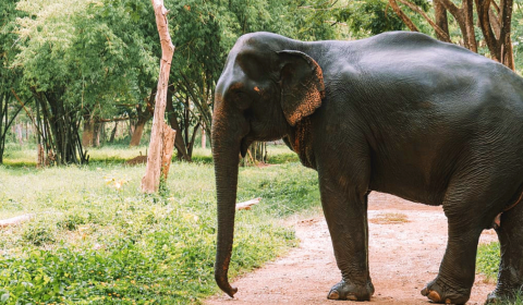 Sri Lanka introduces animal protection law for its elephants Sri Lanka introduces animal protection law for its elephants