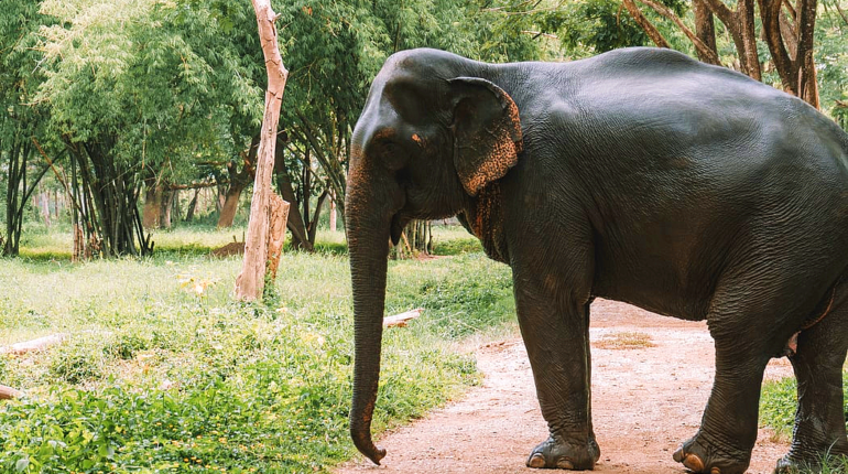 Sri Lanka introduces animal protection law for its elephants