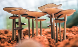 Can fungi become a pillar for toxic waste clean ups?