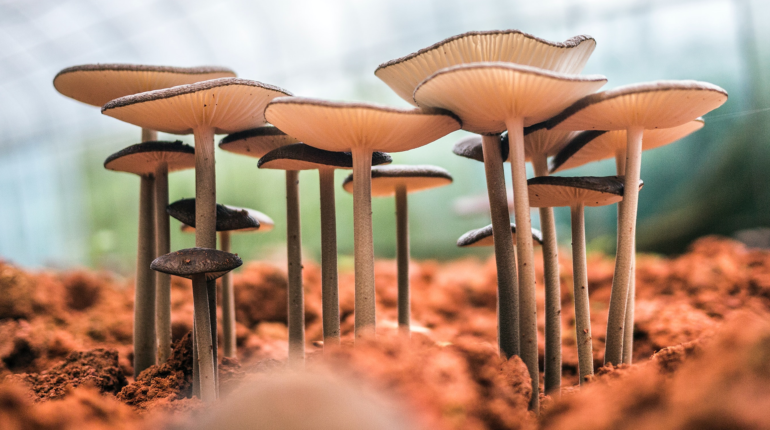 Can fungi become a pillar for toxic waste clean ups?